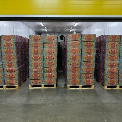 Muz Olgunlaştırma Projesi